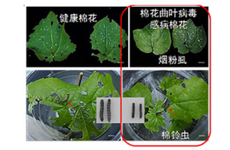 近日，微生物研究所發(fā)現(xiàn)雙生病毒調(diào)控植物免疫平衡實(shí)現(xiàn)全新生態(tài)功能